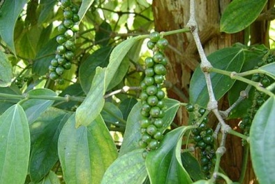 Quảng Trị, Bình Phước xây dựng chỉ dẫn địa lý cho tiêu và điều 