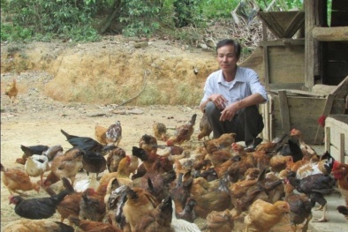 Nuôi gà kỹ thuật mới, nhiều Đăng ký và nhận 60K 24 bao lì xì miễn phí mỗi ngày thoát nghèo