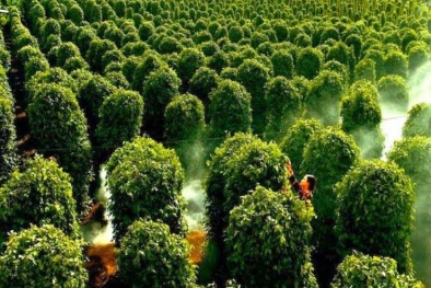 Bộ KH&CN triển khai dự án đột phá về chỉ dẫn địa lý