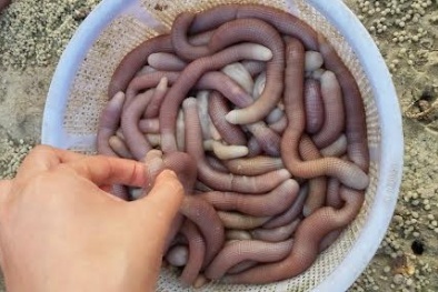 Hơn một chỉ vàng mới mua được 1kg Sá sùng Vân Đồn khô
