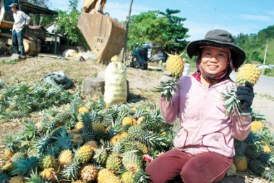 Dứa Đồng Giao khẳng định thương hiệu và vị thế cạnh tranh