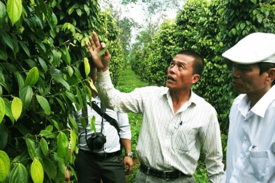 Trồng tiêu sinh thái, mỗi năm lãi 3 tỷ đồng