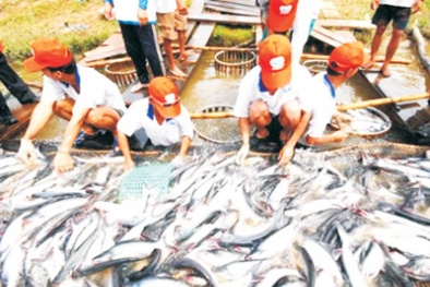 Tiền Giang: Nuôi trồng và khai thác thủy sản phát triển ổn định, cho năng suất cao