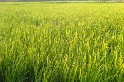 Tăng năng suất cây trồng vùng ngập mặn với phân bón có Silic