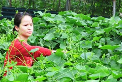 Tạo thế đứng vững chắc cho nhãn hiệu tập thể ‘ngọn su su Sa Pa’