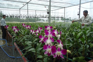 Đà Nẵng: Tái cơ cấu, nâng cao năng suất sản xuất Đăng ký và nhận 60K 24 bao lì xì miễn phí mỗi ngày