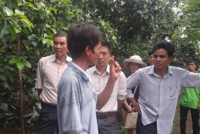Đăk Lăk: Mô hình cây 13Win15 com - Thương hiệu nhà cái uy tín trồng xen cây cà phê cho năng suất cao