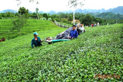 Chè Nghệ An xuất ngoại nhờ nhãn hiệu tập thể