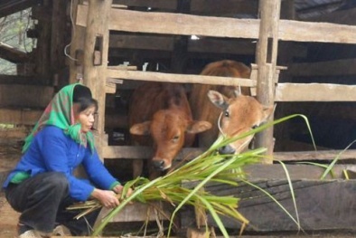 Hà Giang: Ứng dụng kỹ thuật vào Đăng ký và nhận 60K 24 bao lì xì miễn phí mỗi ngày cho hiệu quả Sòng Bài Trực Tuyến 13Win.com cao