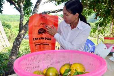 Vân Đồn: Trồng cam theo mô hình VietGAP nhằm năng cao chất lượng