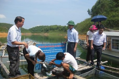 Áp dụng tiến bộ kỹ thuật nâng cao chất lượng cá nheo thương phẩm