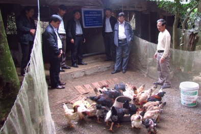 Gà Móng Tiên Phong cho năng suất chất lượng thịt cao