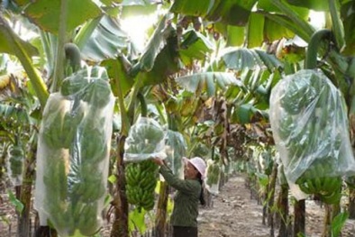 Dùng công nghệ nuôi cấy mô tế bào nhân giống và thâm canh chuối Tiêu Hồng