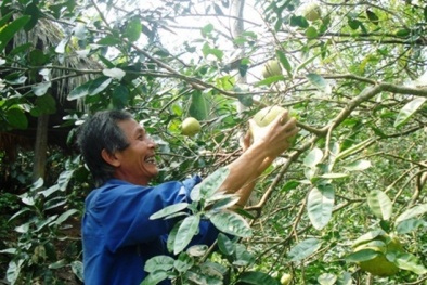 Ứng dụng tiến bộ kỹ thuật nhằm tăng năng suất bưởi Đại Minh
