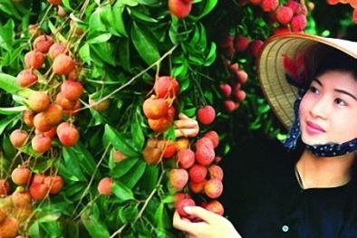 Đảm bảo uy tín thương hiệu và chất lượng vải thiều Thanh Hà  