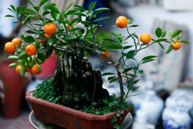 Quất bonsai chơi Tết đắt hàng