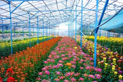 Tìm hướng đi tăng cả năng suất và chất lượng cho hoa Đà Lạt