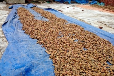 Quy trình sơ chế ô mai, xí muội bẩn ở Hà Nội