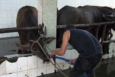 Bơm nước vào bò làm tăng trọng đến 60% trước khi giết mổ 