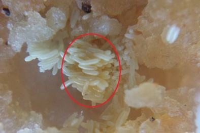 Suýt ngất khi phát hiện trứng ruồi lúc nhúc sau lớp da gà KFC giòn tan 