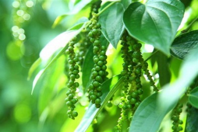 Tăng năng suất hồ tiêu nhờ liên kết từ sản xuất đến tiêu thụ sản phẩm