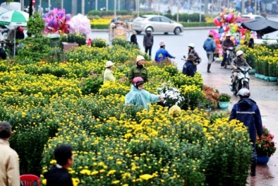 Bí quyết kinh doanh hoa Tết vốn ít, lãi 'khủng'
