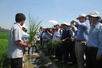 Trồng lúa theo Bộ tiêu chuẩn SRP để tăng năng suất