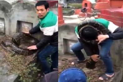 Trăn khổng lồ chui vào mộ, nhất quyết không chịu ra ngoài