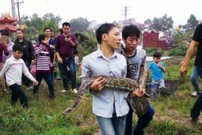 Trăn khổng lồ chui vào mộ và kỳ tích hai lần thoát chết