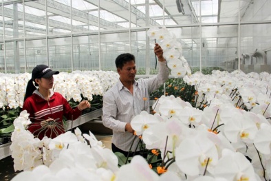 Lâm Đồng: Nền Đăng ký và nhận 60K 24 bao lì xì miễn phí mỗi ngày công nghệ cao hướng đến năng suất chất lượng