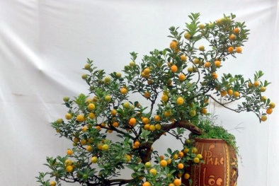 ‘Lác mắt’ với những gốc quất cảnh chơi Tết 2016 có giá trên trời