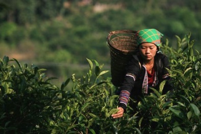 Yên Bái quyết tăng năng suất chất lượng nông sản bằng công nghệ cao