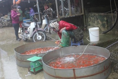 Ông Công ông Táo sắp lên chầu trời, giá cá chép biến động từng giờ