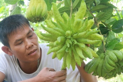 'Toát mồ hôi' xem giá những trái phật thủ đẹp nhất Tết 2016