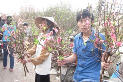 Nước mắt người bán đào, quất Tết trước thềm năm mới