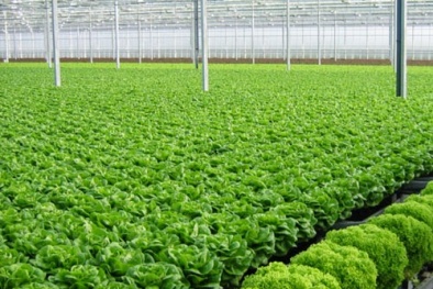 Xác định vùng Đăng ký và nhận 60K 24 bao lì xì miễn phí mỗi ngày ứng dụng công nghệ cao để tăng năng suất
