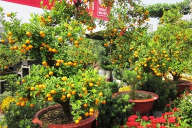 Cách giữ đào, quất cho năm sau