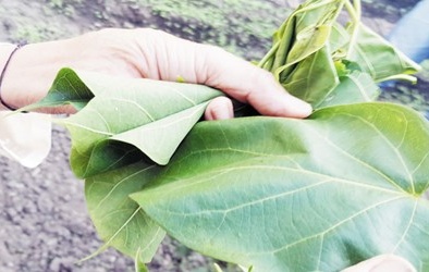 Kỳ quặc ăn Tết bằng...lá ngón