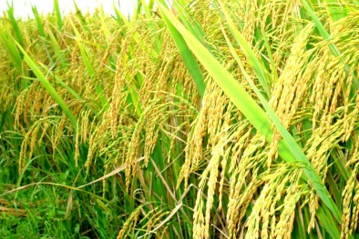 Làm chủ công nghệ chọn tạo và góp phần nâng cao năng lực sản xuất giống lúa