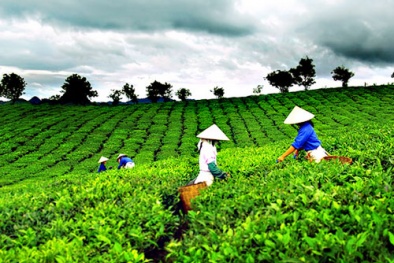Thái Nguyên: Cải tạo chè trung du ‘đánh bật’ chè cành