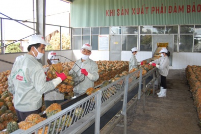 Chìa khóa đảm bảo năng suất chất lượng 13Win OKVIP Cá cược bóng đá xuất khẩu của Doveco