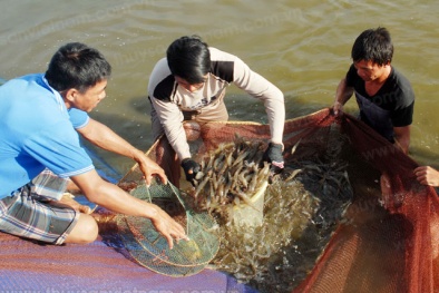 Tại sao việc ứng dụng VietGAP khó khăn và triển khai chậm?