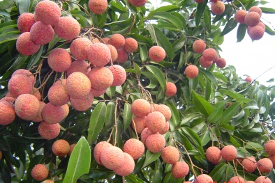 Trồng vải thiều theo quy trình Vietgap nhằm nâng cao chất lượng