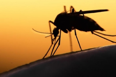 Virus Zika có thể gây rối loạn thần kinh nghiêm trọng