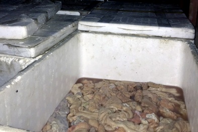 Giật mình phát hiện hơn 700kg nội tạng thối được ‘nhồi’ trên xe tải