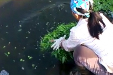 Kinh hoàng người Hà Nội ăn rau rửa bằng nước thải