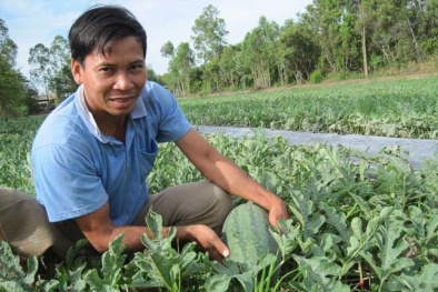 Nhà nông mát lòng vì giá dưa, cay mắt vì giá ớt