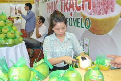 Chỉ dẫn địa lý giúp nâng cao giá bán bưởi Phúc Trạch 1,5 lần