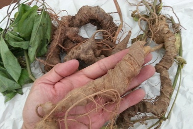 Chỉ dẫn địa lý sâm Ngọc Linh giúp Quảng Nam và Kon Tum thoát nghèo