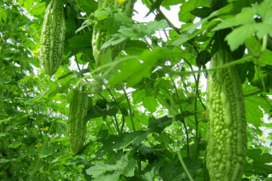 Cách nhận biết rau sạch, an toàn